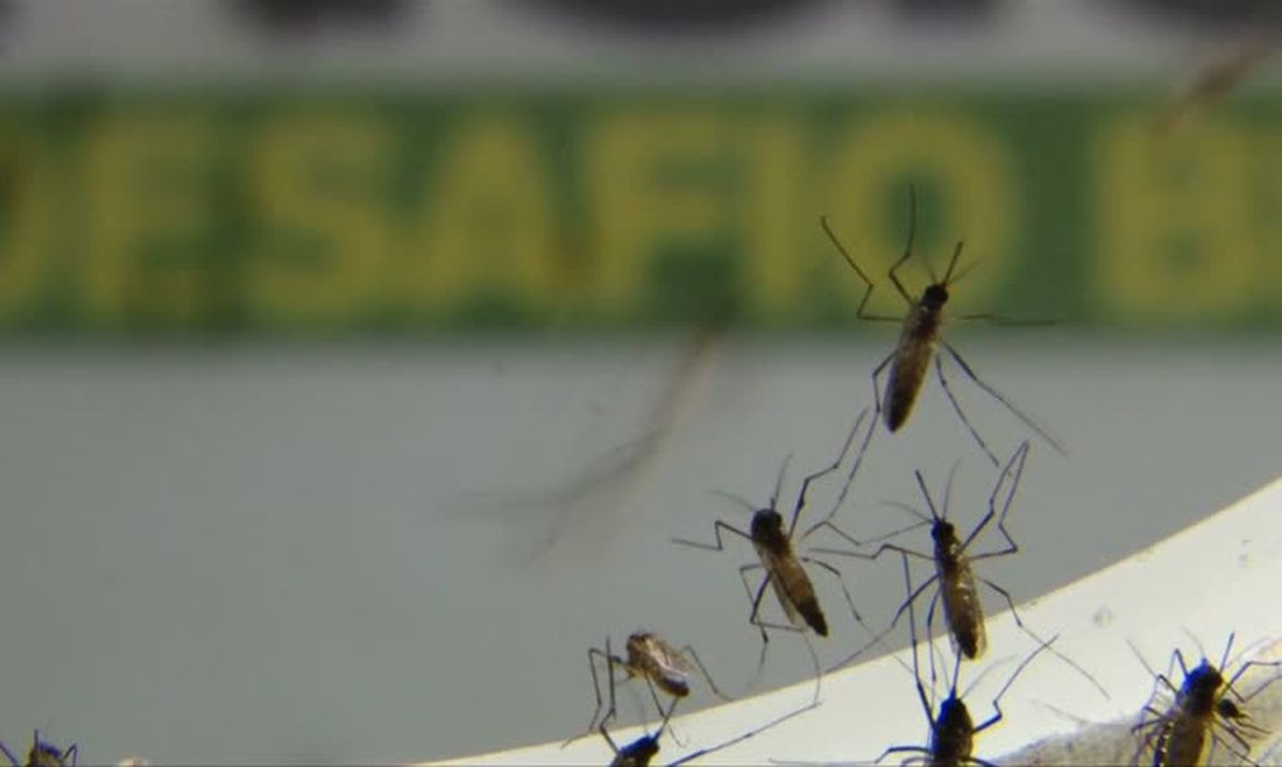 No Rio Infestacao De Aedes Aegypti E Maior No Centro E Na Zona Oeste
