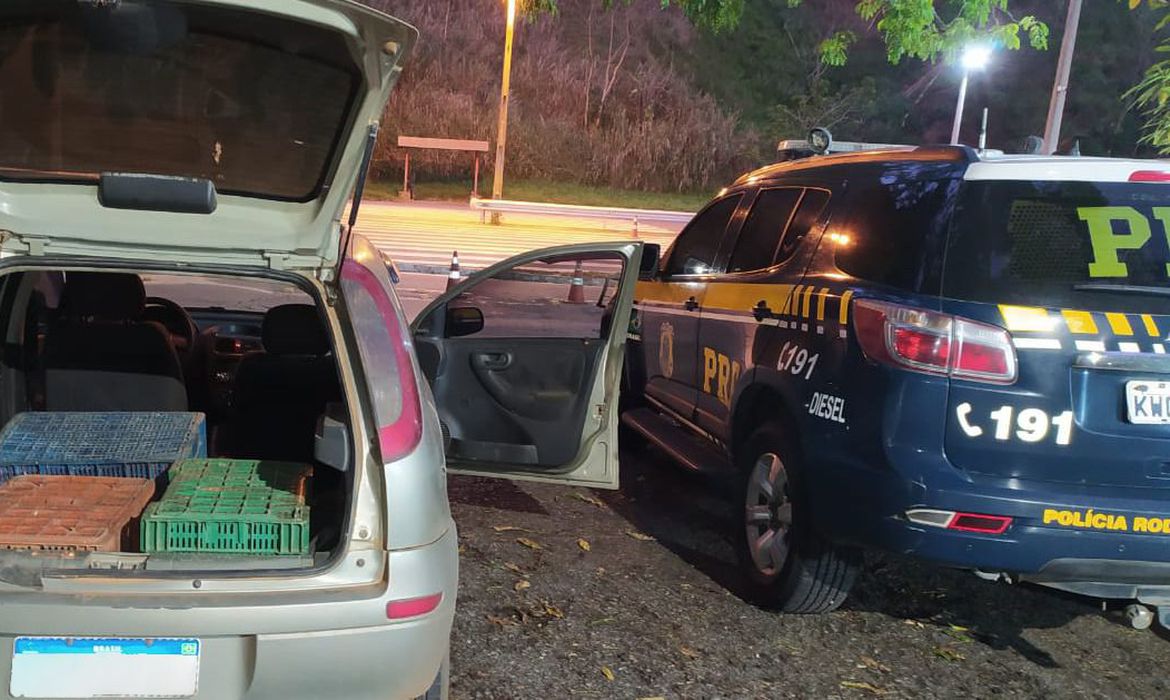 Prf Resgata Papagaios Amontoados Em Gaiolas E Caixas De Papelao