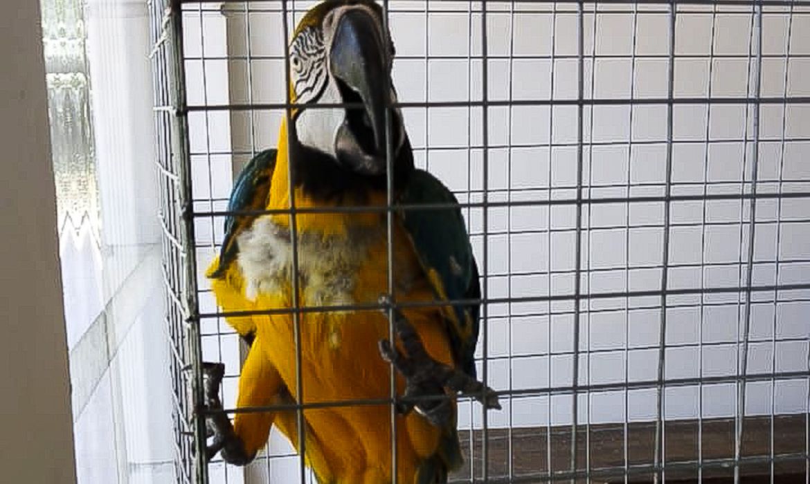 araras feridas são resgatadas durante fiscalização de clube no rio