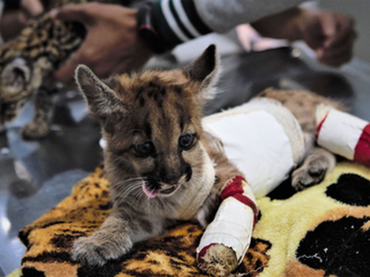 bichos de pelucia ajudam a acolher animais silvestres resgatados