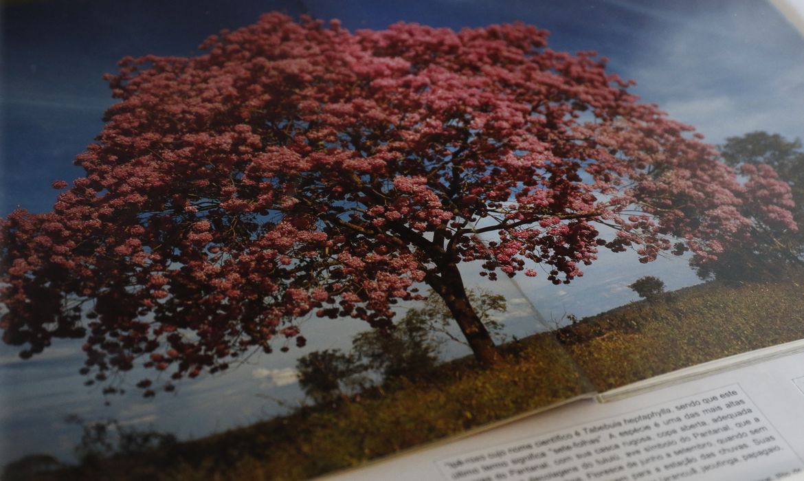 bioma do pantanal e atracao da semana no jardim botanico do rio