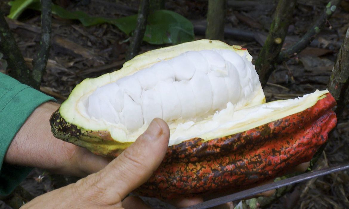 cacau do sul da bahia e tema do caminhos da reportagem