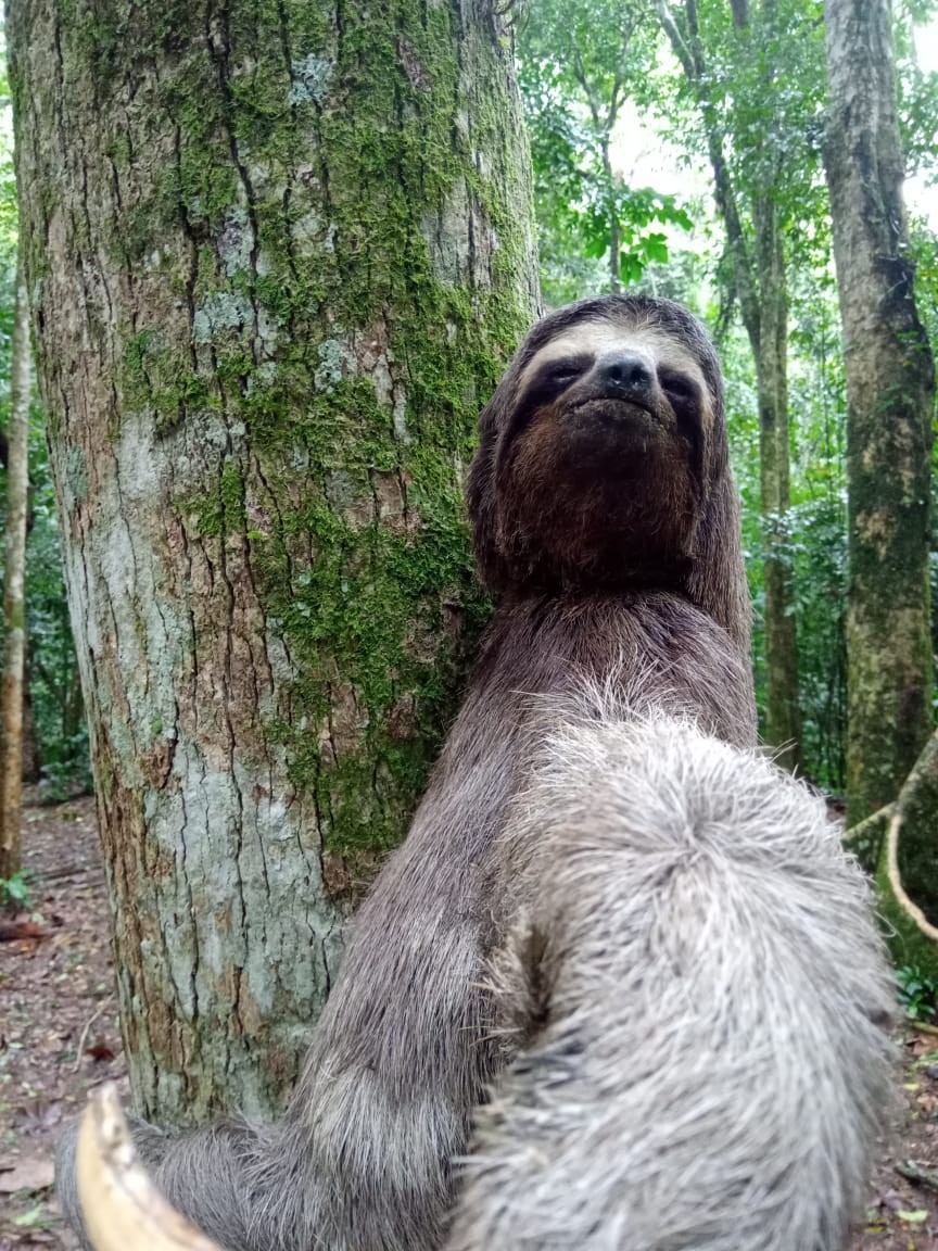Parque Nacional Da Tijuca Abriga Maior Preguica Em Floresta Urbana