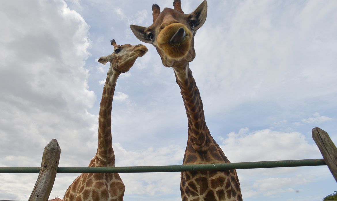 Pf Indicia 4 Pessoas Por Crimes Associados A Importacao De 18 Girafas