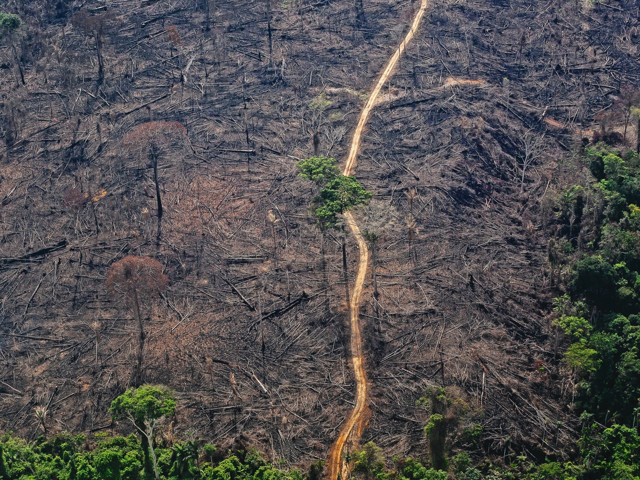 Operacao Combate Crimes Contra Meio Ambiente Na Amazonia Legal